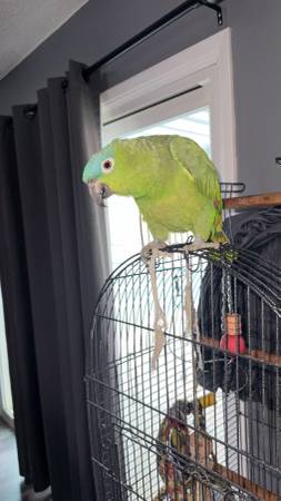 Mealy parrot 1