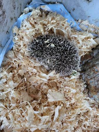 Hedgehog 1