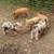 Kunekune piglets 1 thumbnail
