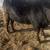 2 Breeding Bulls 4 thumbnail