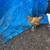 Chicks 13 thumbnail