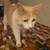 Found Kitty 5 thumbnail