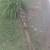 3 point hitchlog splitter 26" 1 thumbnail