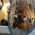 Feeder pigs 3 thumbnail