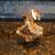 23kt Gold Christmas Ornaments 5 thumbnail