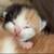 Manx Kittens! 7 thumbnail