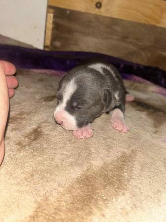 Pitbull Puppies for Adoption (Indio)63920646518275121