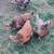 Swedish Flower Hen chicks 9 thumbnail