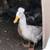 White Crested ducks 1 thumbnail