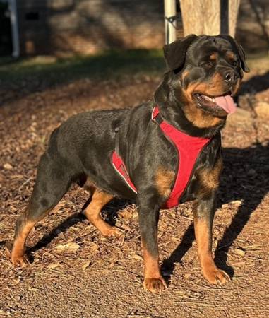 Sweet Female Rottweiler 1