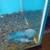 Flowerhorn 5 thumbnail