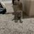 Cats 1 thumbnail