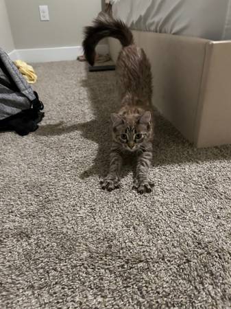 Cats 1