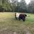 Belted Galloway 2 thumbnail