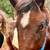 Quarter horse gelding 5 thumbnail