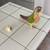 Green Cheek Conure 2 thumbnail