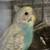 Parakeets 12 thumbnail