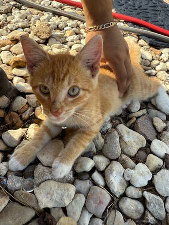 Beautiful orange cat needs new home —rehoming (Waco)63661959544577120