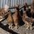 Lohman Brown Pullets/Laying Hens 4 thumbnail