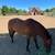 Horse Boarding *Close to Town* Full Care or Self Care 3 thumbnail