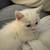 White Doll Face Persian Kitten female 5 thumbnail