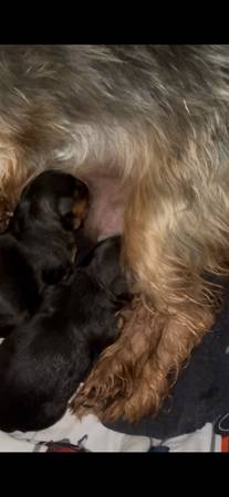 Yorkiepoo 1