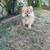 Pomeranian puppy 8 thumbnail