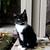 Super adorable Black tuxedo kitten 2 thumbnail