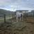 2 year old filly 2 thumbnail