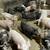 feeder pigs 7 thumbnail
