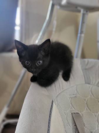 Kittens with mittens (Wakeman)63907990108546120