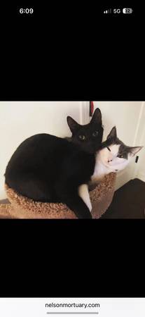Loving cats need new home-owner passed away (Spanish Fork)64037454583938120