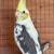 Handfeed cockatiel 3 thumbnail