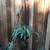 Healthy spider plant in a beautiful wrought iron hanging basket 1 thumbnail