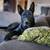 Please help Vader (shepherd mix) 1 thumbnail
