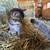 Kittens 4 thumbnail