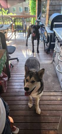 Re-homing (Vancouver)63916333120386120