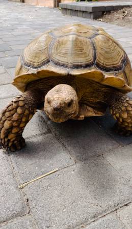 Llévate a casa a tu compañero del patio trasero - Tortuga Espoleada Africana (Thousand Oaks)63952983303555120