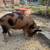 KuneKune Piglets 3 thumbnail