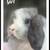 Holland Lop Bunnies 13 thumbnail