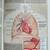 ABC’s of the Human Body, family answer book 10 thumbnail