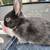 Baby bunnies 6 thumbnail