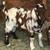 Boer Goats 2 thumbnail