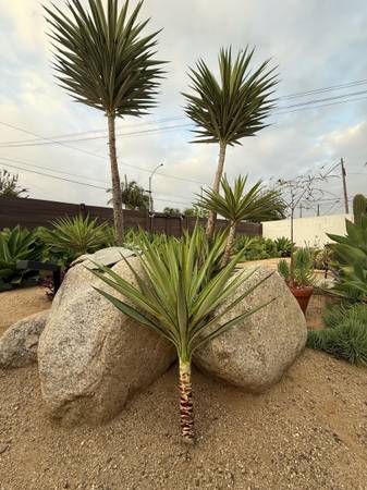 Variegated Yucca - farm & garden - by owner - sale - craigslist