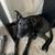 Rehoming for a American Staffordshire Terrier Mix 7 thumbnail