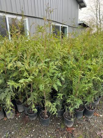 3’-4’ Thuja Green Giant trees 1