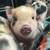 Piglets 12 thumbnail