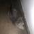 Beautiful kittens 5 thumbnail