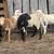 6 month old rams 2 thumbnail