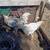 4 Full blooded light brahmas 2 thumbnail